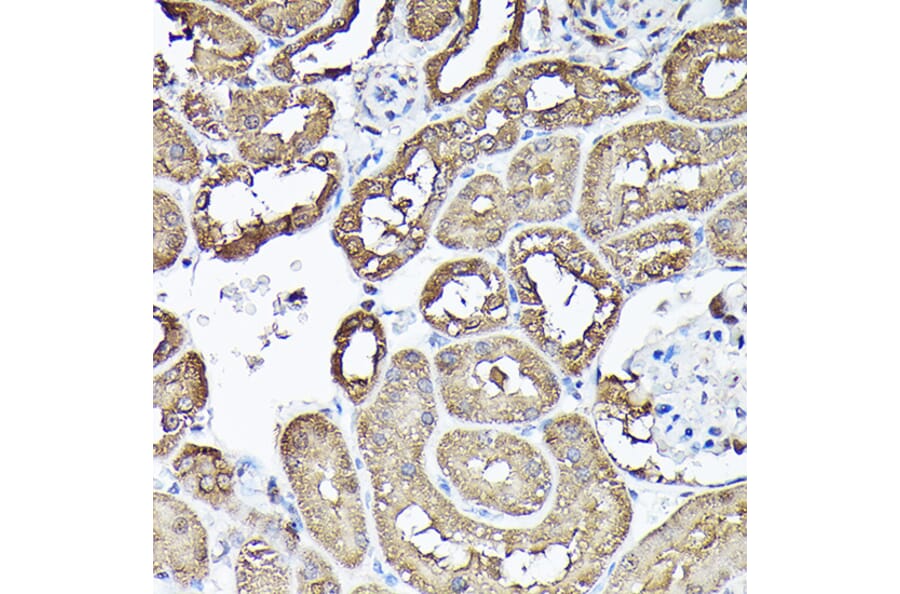 Immunohistochemistry - Anti-GAPDH Antibody (A92899) - Antibodies.com