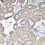 Immunohistochemistry - Anti-GAPDH Antibody (A92899) - Antibodies.com