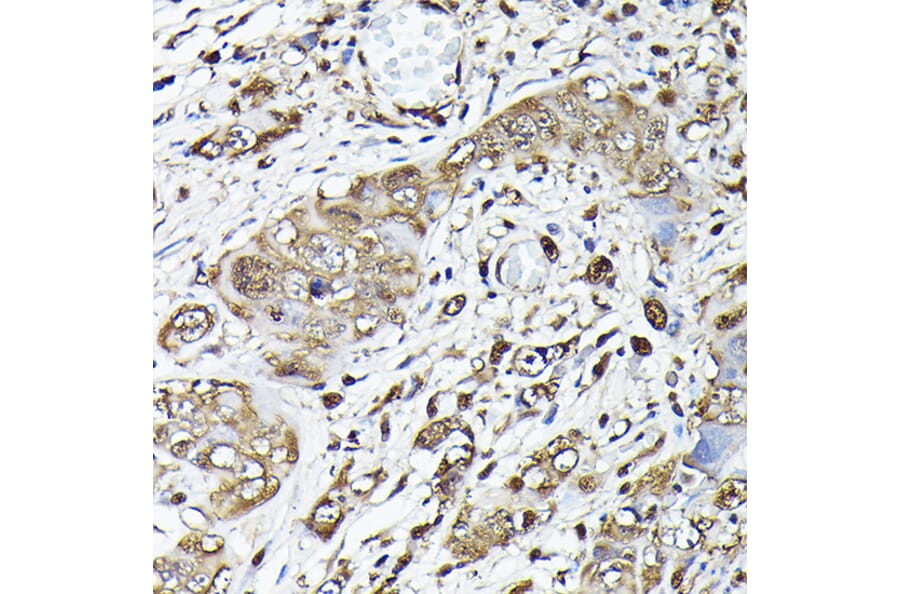 Immunohistochemistry - Anti-GAPDH Antibody (A92899) - Antibodies.com