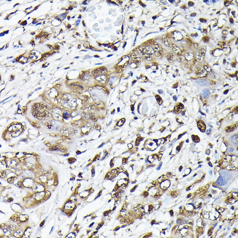 Immunohistochemistry - Anti-GAPDH Antibody (A92899) - Antibodies.com