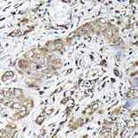 Immunohistochemistry - Anti-GAPDH Antibody (A92899) - Antibodies.com