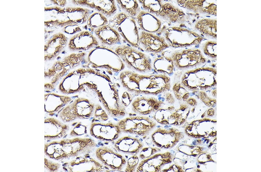 Immunohistochemistry - Anti-GAPDH Antibody (A92899) - Antibodies.com