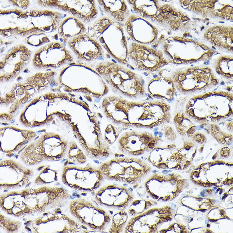 Immunohistochemistry - Anti-GAPDH Antibody (A92899) - Antibodies.com
