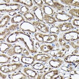Immunohistochemistry - Anti-GAPDH Antibody (A92899) - Antibodies.com