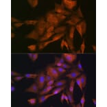 Immunofluorescence - Anti-GAPDH Antibody (A92899) - Antibodies.com