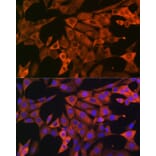 Immunofluorescence - Anti-GAPDH Antibody (A92899) - Antibodies.com