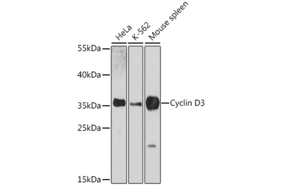 Western Blot - Anti-Cyclin D3/CCND3 Antibody (A92900) - Antibodies.com