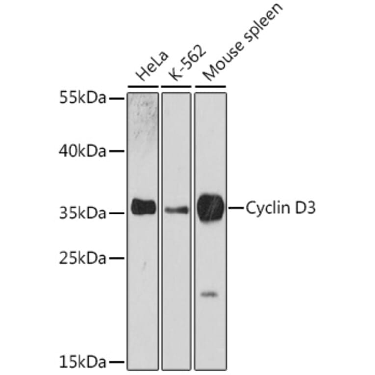 Western Blot - Anti-Cyclin D3/CCND3 Antibody (A92900) - Antibodies.com