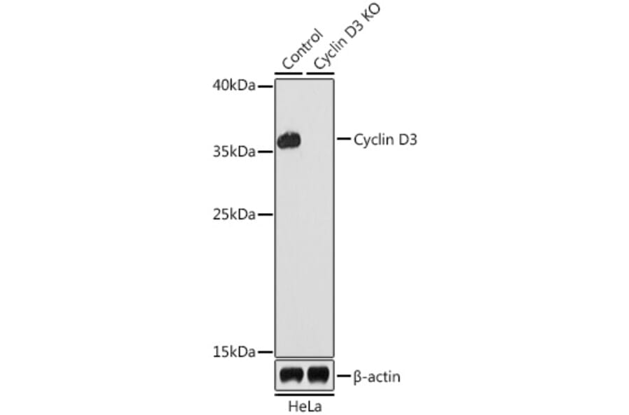 Western Blot - Anti-Cyclin D3/CCND3 Antibody (A92900) - Antibodies.com
