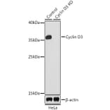 Western Blot - Anti-Cyclin D3/CCND3 Antibody (A92900) - Antibodies.com