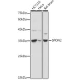 Western Blot - Anti-SPON2 Antibody (A92902) - Antibodies.com