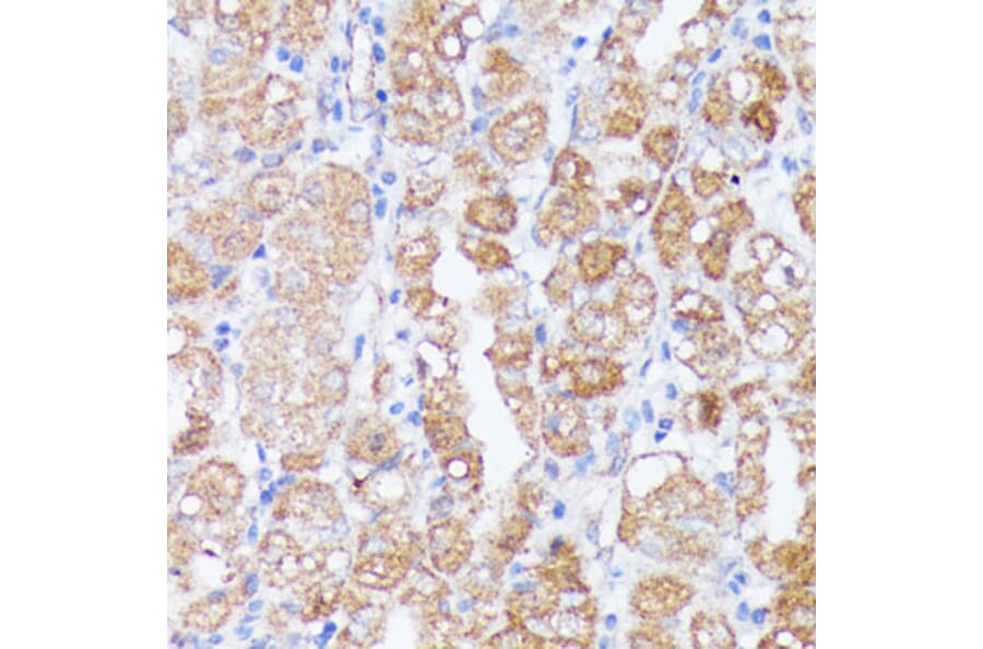 Immunohistochemistry - Anti-SPON2 Antibody (A92902) - Antibodies.com