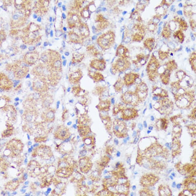 Immunohistochemistry - Anti-SPON2 Antibody (A92902) - Antibodies.com
