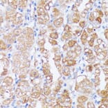 Immunohistochemistry - Anti-SPON2 Antibody (A92902) - Antibodies.com