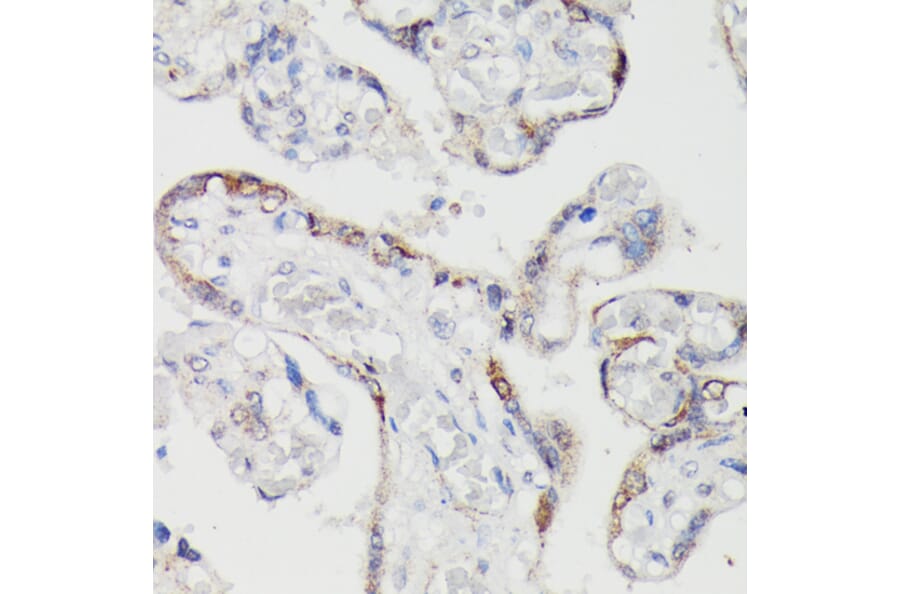 Immunohistochemistry - Anti-SPON2 Antibody (A92902) - Antibodies.com