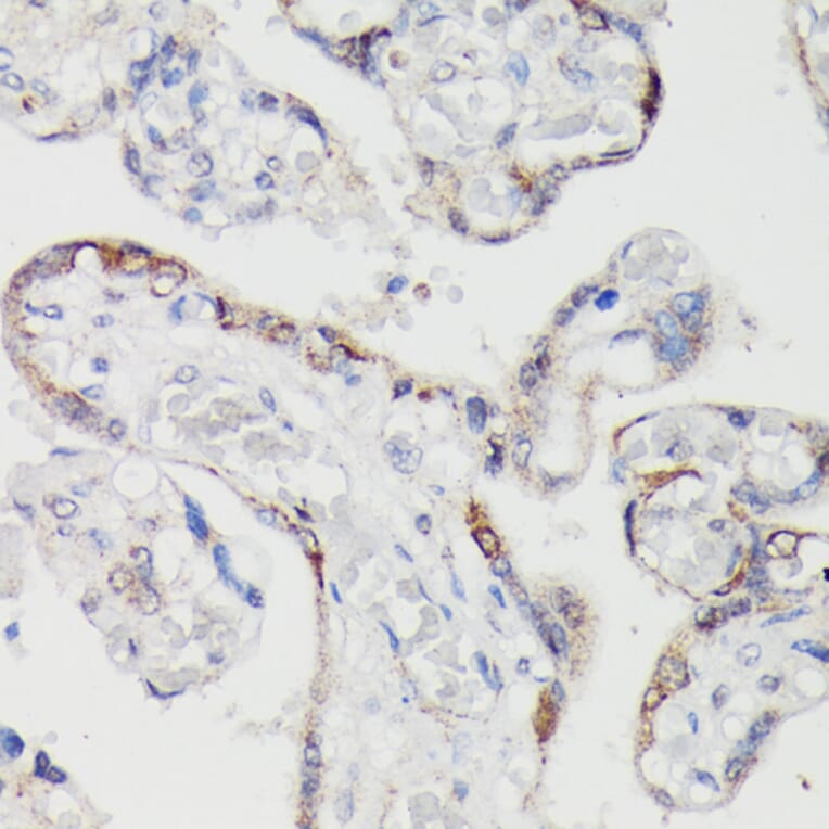 Immunohistochemistry - Anti-SPON2 Antibody (A92902) - Antibodies.com