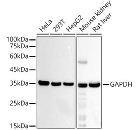 Western Blot - Anti-GAPDH Antibody [AMC0062] (A92903) - Antibodies.com