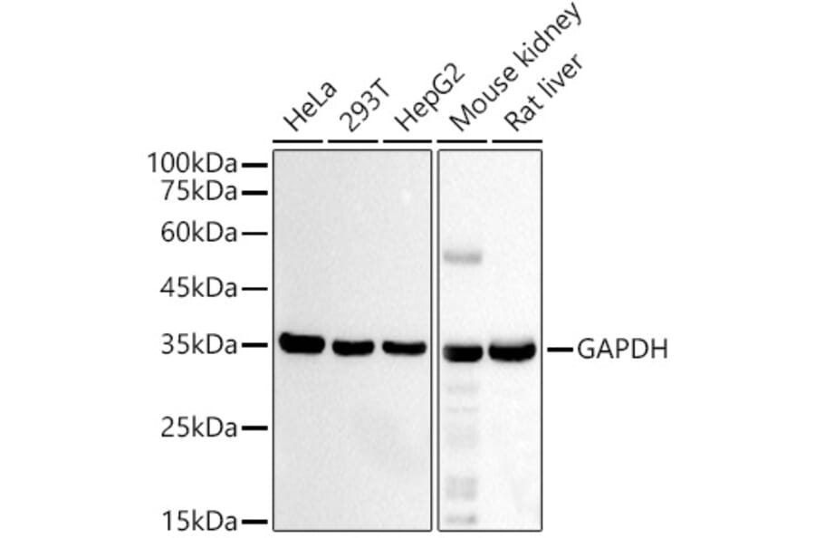 Western Blot - Anti-GAPDH Antibody [AMC0062] (A92903) - Antibodies.com