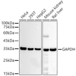 Western Blot - Anti-GAPDH Antibody [AMC0062] (A92903) - Antibodies.com