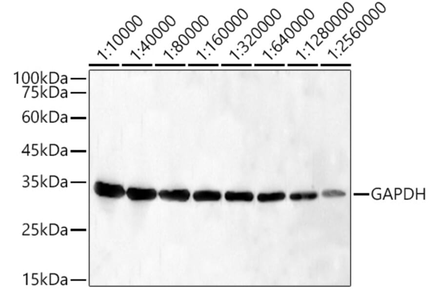 Western Blot - Anti-GAPDH Antibody [AMC0062] (A92903) - Antibodies.com