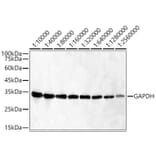 Western Blot - Anti-GAPDH Antibody [AMC0062] (A92903) - Antibodies.com