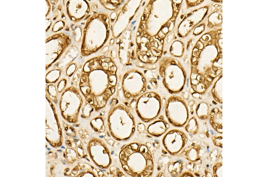Immunohistochemistry - Anti-GAPDH Antibody [AMC0062] (A92903) - Antibodies.com