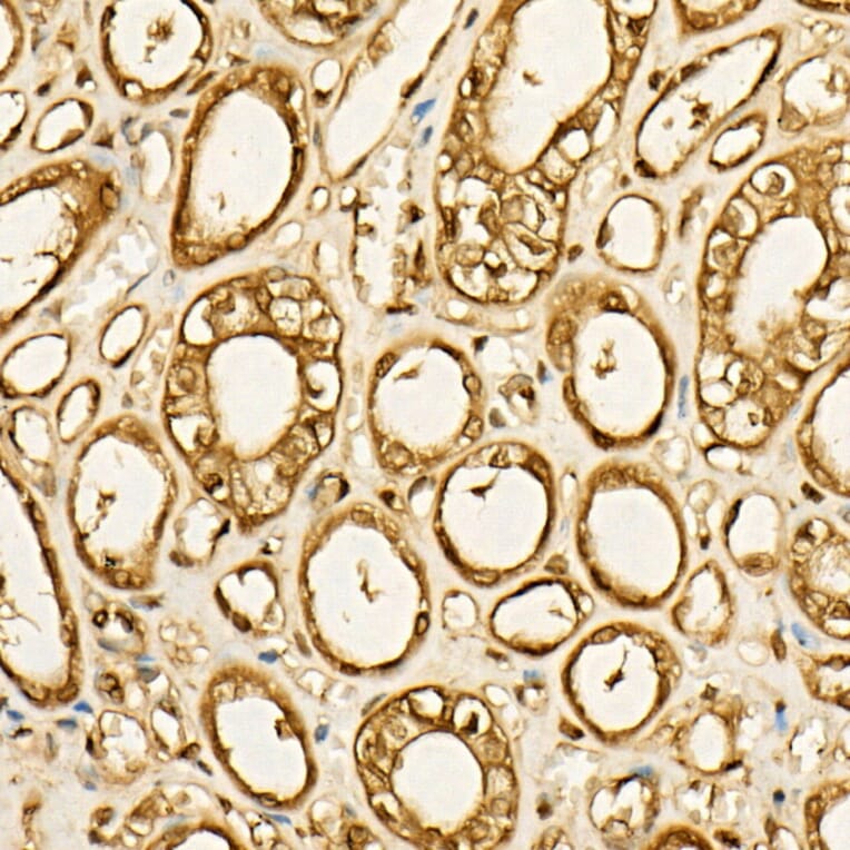 Immunohistochemistry - Anti-GAPDH Antibody [AMC0062] (A92903) - Antibodies.com