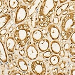Immunohistochemistry - Anti-GAPDH Antibody [AMC0062] (A92903) - Antibodies.com