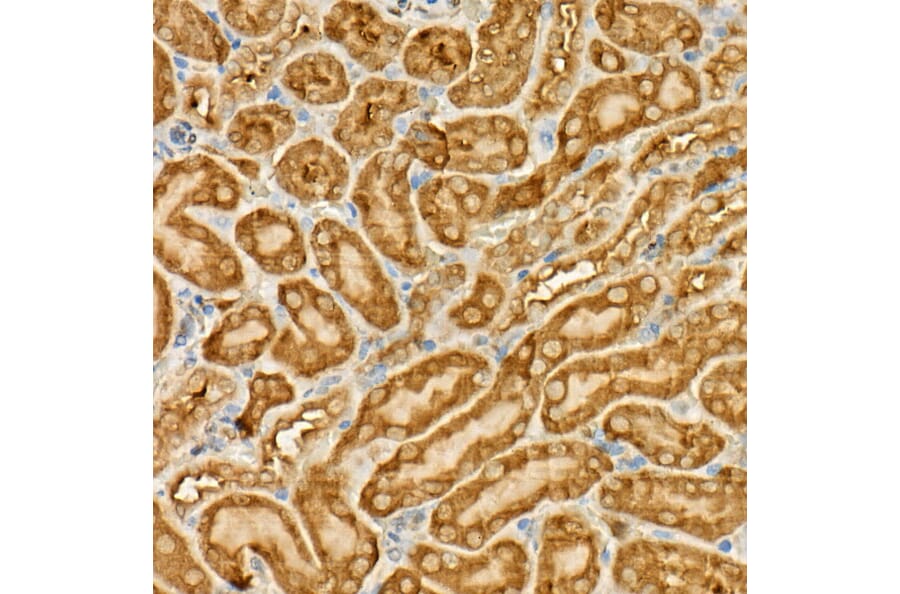 Immunohistochemistry - Anti-GAPDH Antibody [AMC0062] (A92903) - Antibodies.com