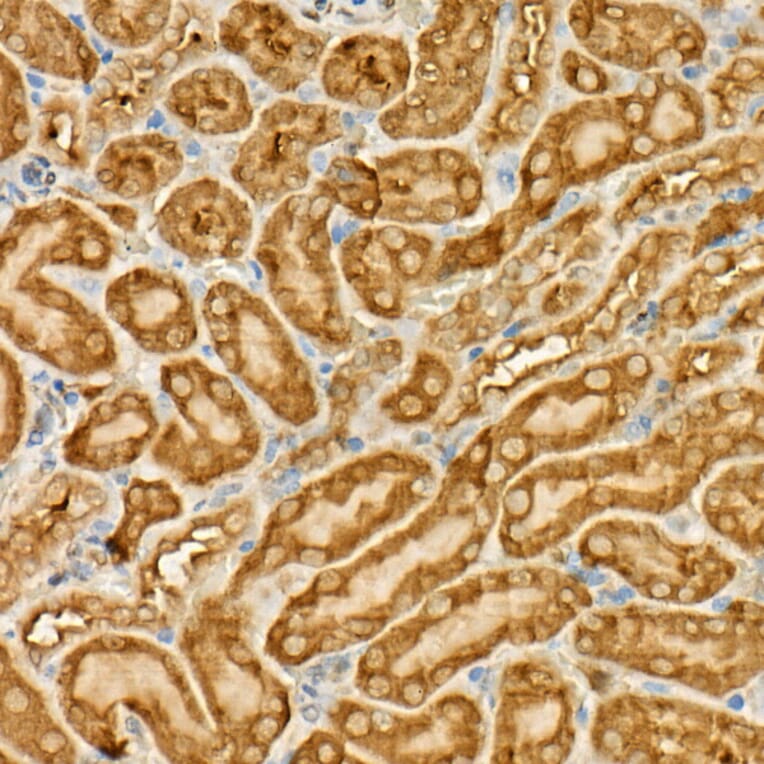Immunohistochemistry - Anti-GAPDH Antibody [AMC0062] (A92903) - Antibodies.com