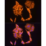 Immunofluorescence - Anti-GAPDH Antibody [AMC0062] (A92903) - Antibodies.com