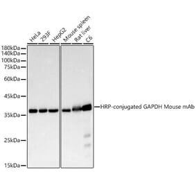 Western Blot - Anti-GAPDH Antibody [AMC0500] (HRP) (A92904) - Antibodies.com