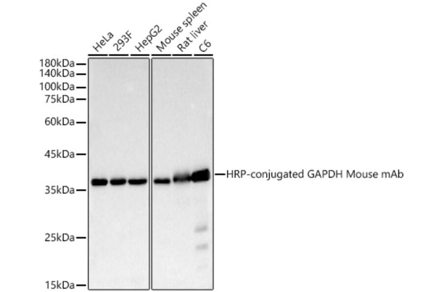 Western Blot - Anti-GAPDH Antibody [AMC0500] (HRP) (A92904) - Antibodies.com