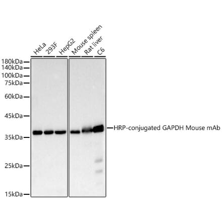 Western Blot - Anti-GAPDH Antibody [AMC0500] (HRP) (A92904) - Antibodies.com