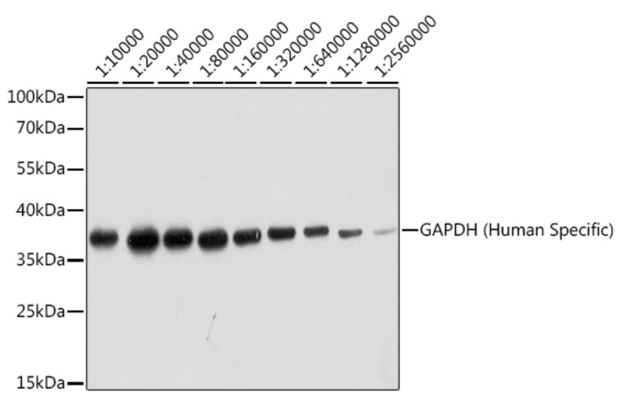 Western Blot - Anti-GAPDH Antibody (A92905) - Antibodies.com