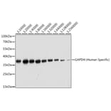 Western Blot - Anti-GAPDH Antibody (A92905) - Antibodies.com