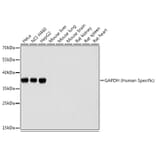 Western Blot - Anti-GAPDH Antibody (A92905) - Antibodies.com