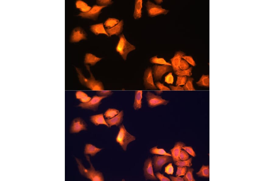 Immunofluorescence - Anti-GAPDH Antibody (A92905) - Antibodies.com