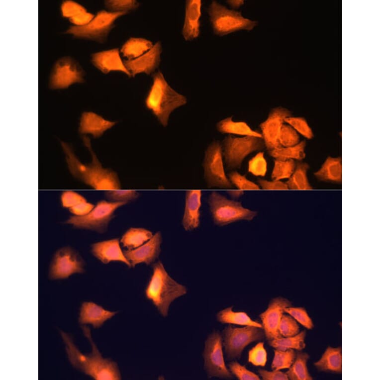 Immunofluorescence - Anti-GAPDH Antibody (A92905) - Antibodies.com