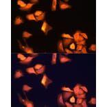 Immunofluorescence - Anti-GAPDH Antibody (A92905) - Antibodies.com