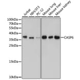 Western Blot - Anti-CASP6 Antibody (A12991) - Antibodies.com