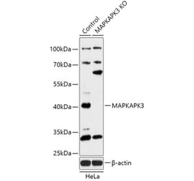 Western Blot - Anti-MK-3 Antibody (A92912) - Antibodies.com