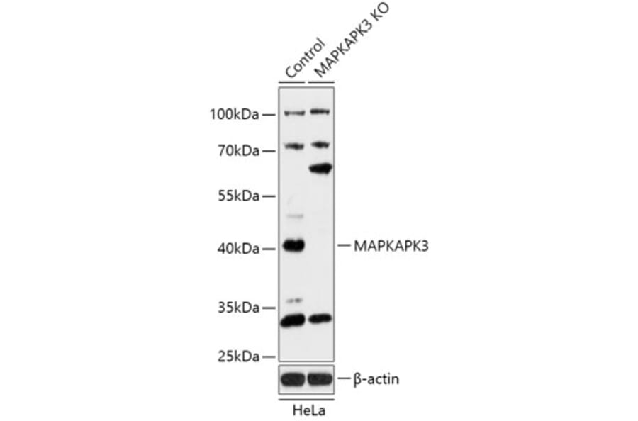 Western Blot - Anti-MK-3 Antibody (A92912) - Antibodies.com
