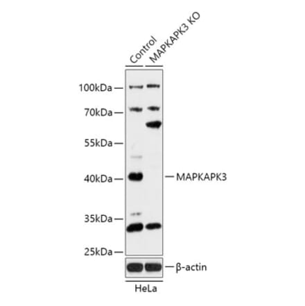 Western Blot - Anti-MK-3 Antibody (A92912) - Antibodies.com