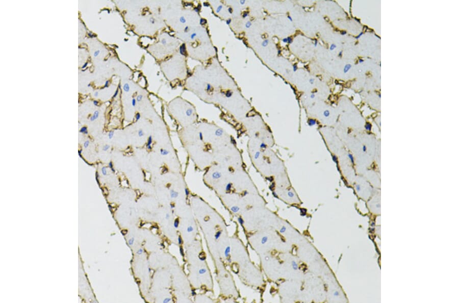 Immunohistochemistry - Anti-ANXA2 Antibody (A12397) - Antibodies.com