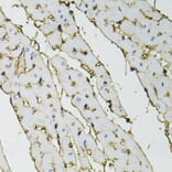 Immunohistochemistry - Anti-ANXA2 Antibody (A12397) - Antibodies.com