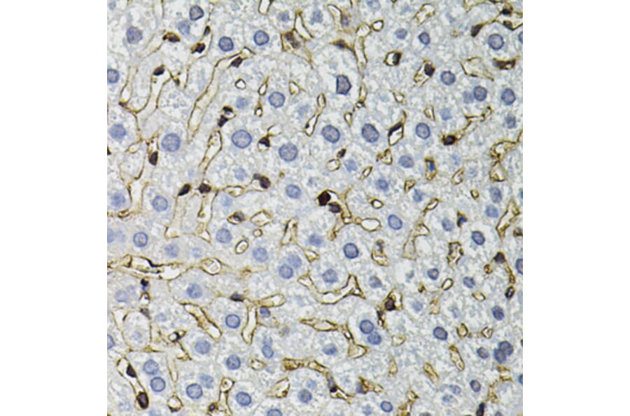 Immunohistochemistry - Anti-ANXA2 Antibody (A12397) - Antibodies.com