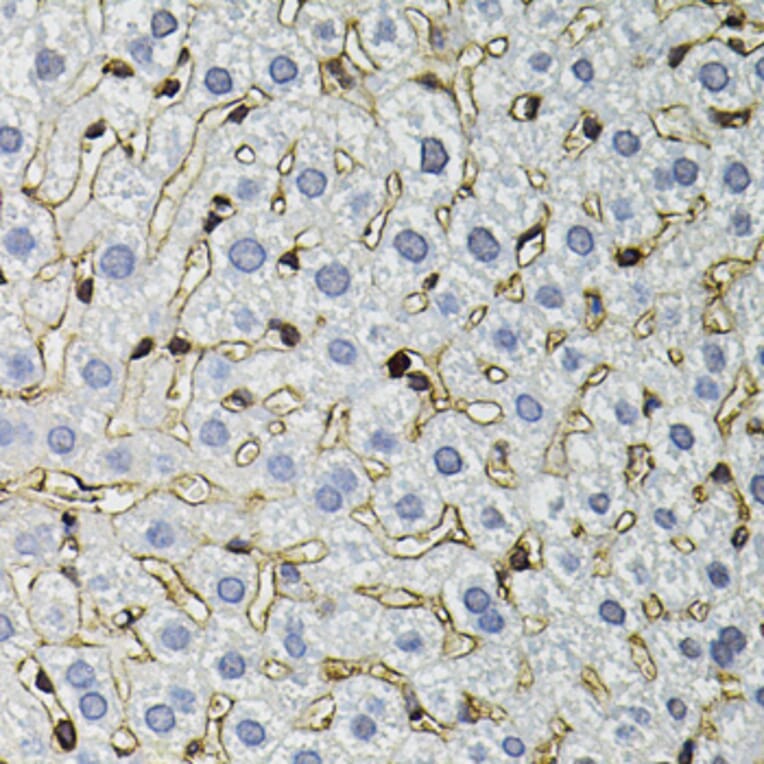 Immunohistochemistry - Anti-ANXA2 Antibody (A12397) - Antibodies.com