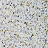Immunohistochemistry - Anti-ANXA2 Antibody (A12397) - Antibodies.com