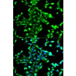 Immunofluorescence - Anti-ANXA2 Antibody (A12397) - Antibodies.com